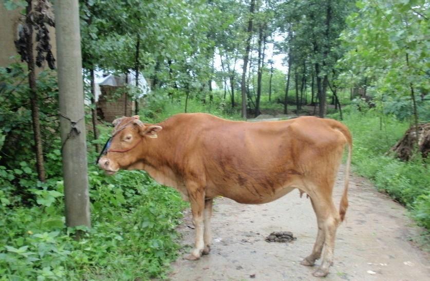 日土最新求一个套医保卡的黄牛是真的吗方法分析(最方便真实的日土求一个套医保卡的黄牛是真的吗还是假的方法)