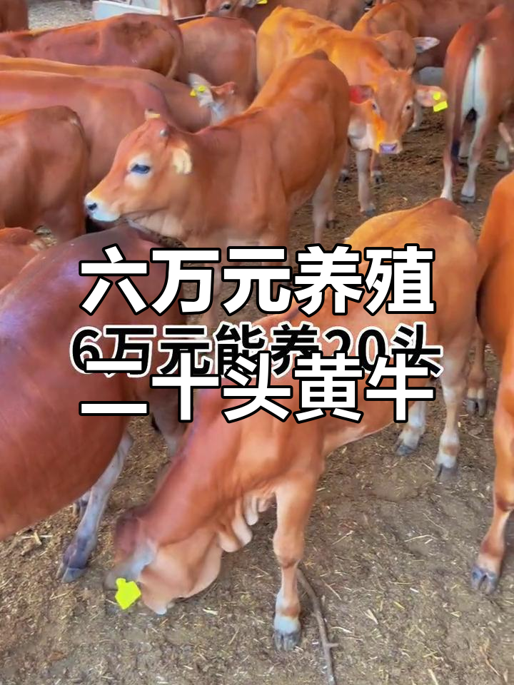 日土最新线上套医保的黄牛是真的吗方法分析(最方便真实的日土线上套医保的黄牛是真的吗能报销吗方法)